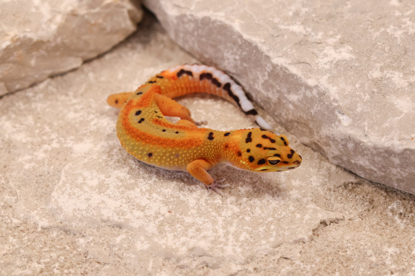 26-079 | Clown 66% het Tremper Albino | Female