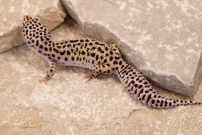 23-298 | Rainbow Stripe Cross Gem Snow | Female