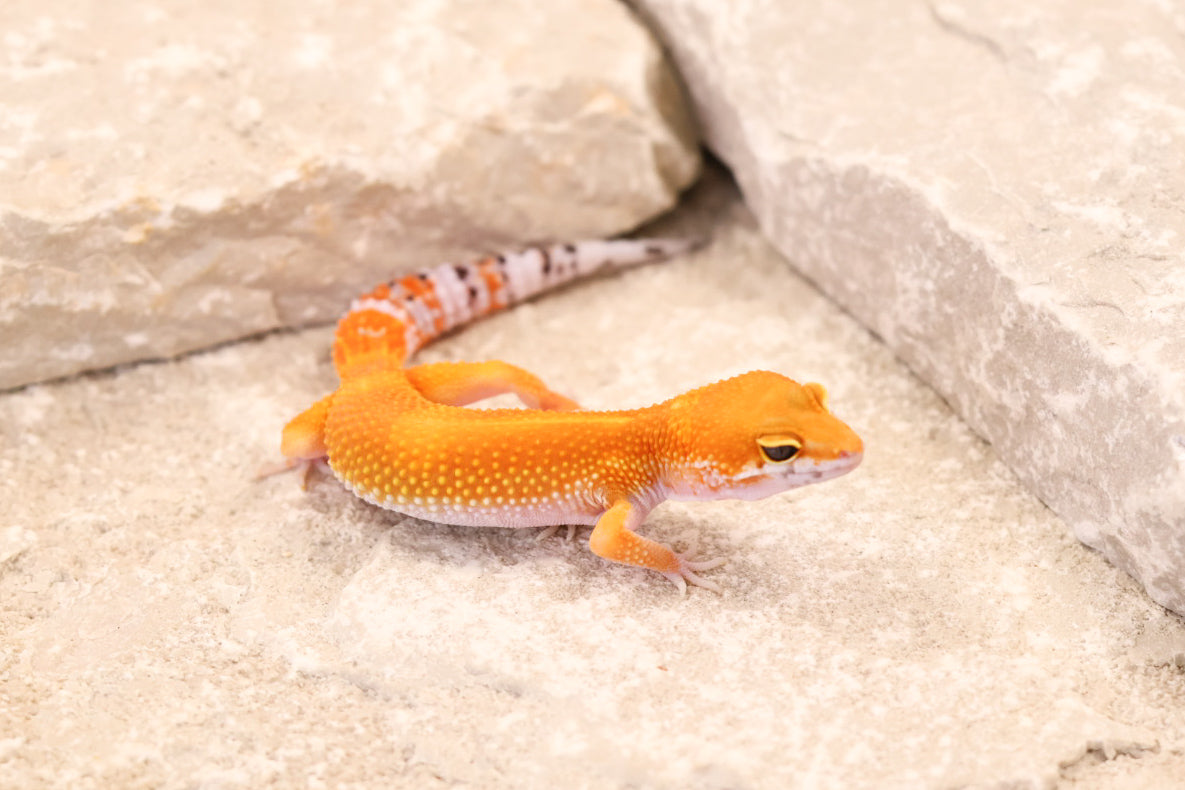 26-187 | Blood/Red Diamond Tangerine het Tremper Albino | Female