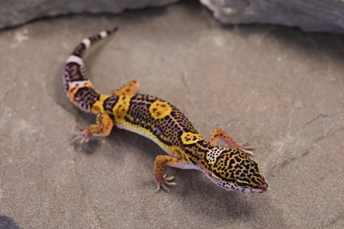 26-373 | Black Night/Purple Head Melanistic Tangerine | Female