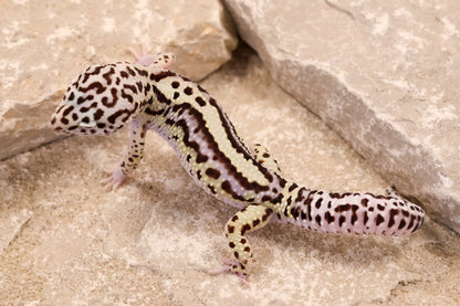 25-084 | Bold Stripe Gem Snow | Male