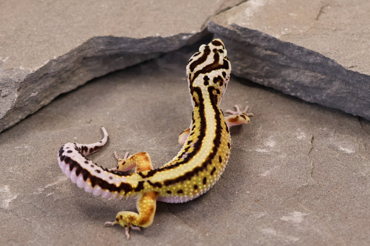 26-183 | Bold Stripe Non Het | Female
