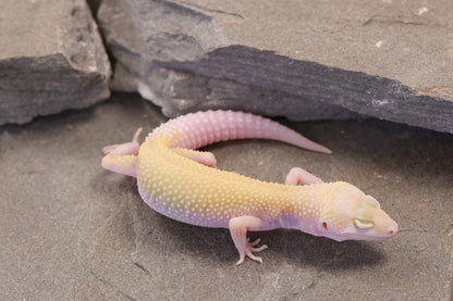 26-285 | Snowflake | Female