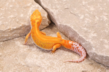 25-617 | Red Stripe Rainwater Albino | Female