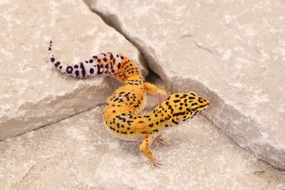 25-185 | Afghan Tangerine het Raptor | Female