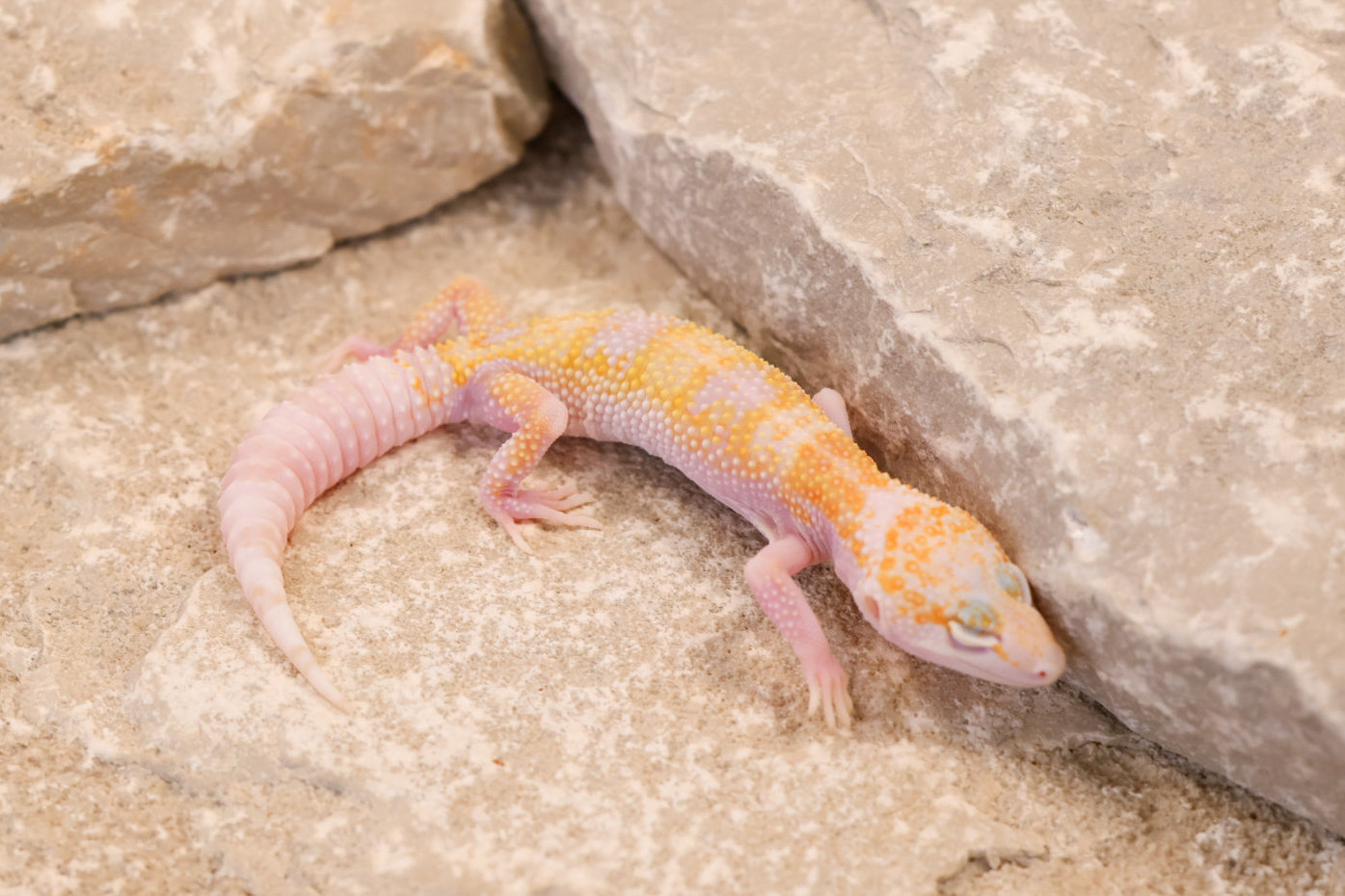 26-120 | W/Y Mack Snow Raptor het Murphy's Patternless | Female