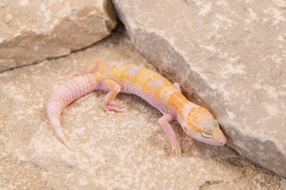 26-120 | W/Y Mack Snow Raptor het Murphy's Patternless | Female