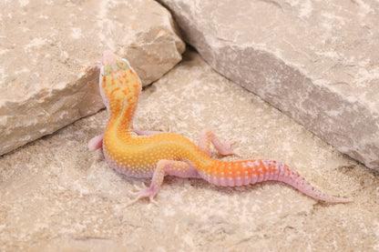 26-377 | W/Y Tangerine Eclipse het Bell Albino | Female