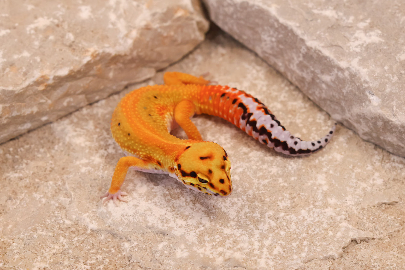 25-099 | Striped Tangerine het Radar | Female