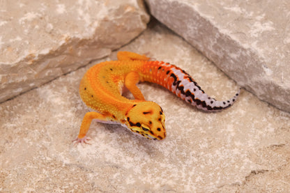 25-099 | Striped Tangerine het Radar | Female