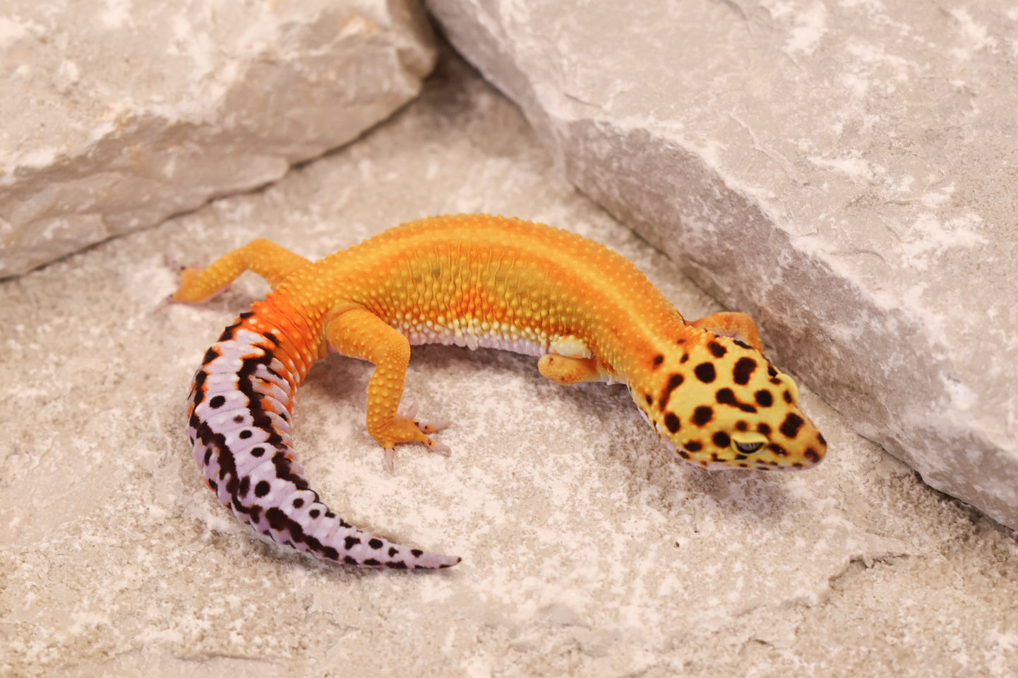 25-036 | Striped Tangerine het Radar | Female