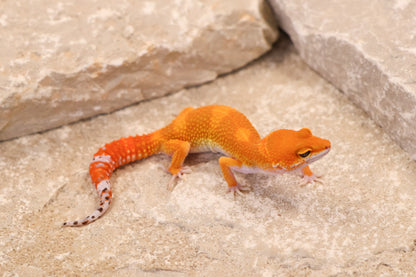 26-263 | Blood/Red Diamond Tangerine het Tremper Albino | Female