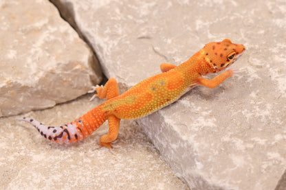 26-042 | Clown/Electric Inferno Tangerine | Female