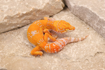 26-341 | Red Diamond/Tangelo Tangerine Tremper Albino | Female