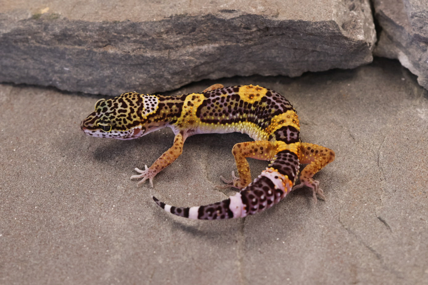 26-373 | Black Night/Purple Head Melanistic Tangerine | Female