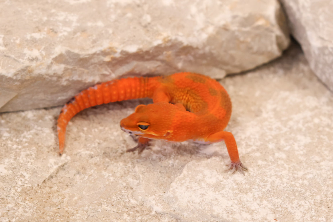 26-260 | Mandarin Blood Emerine | Female