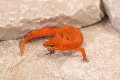 26-260 | Mandarin Blood Emerine | Female
