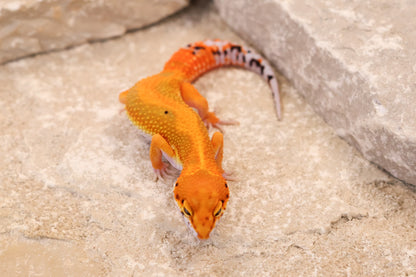 26-246 | Red Diamond/Electric Inferno Tangerine het Tremper Albino | Female