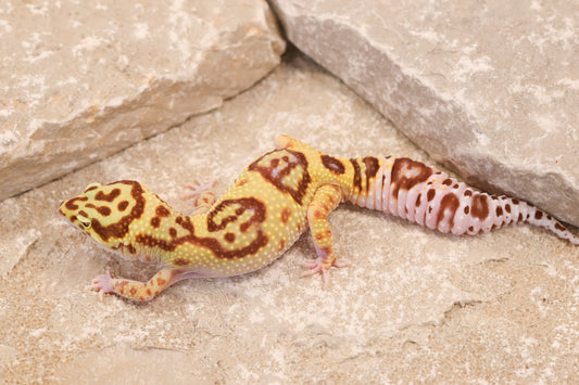 24-122 | Desert Bold Eclipse | Female