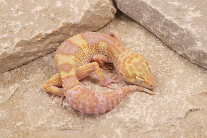 24-117 | Montanus Line Raptor | Female