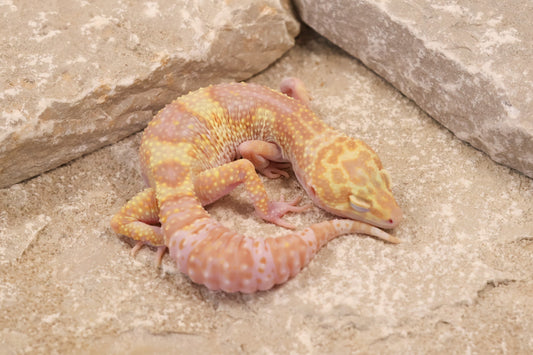 24-117 | Montanus Line Raptor | Female