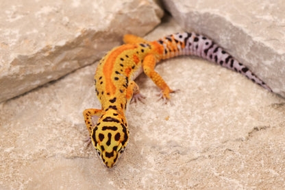 26-326 | Firebold Line Striped Tangerine het Rainwater Albino | Male