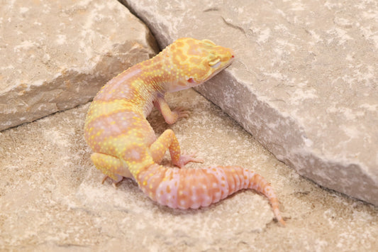 24-117 | Montanus Line Raptor | Female