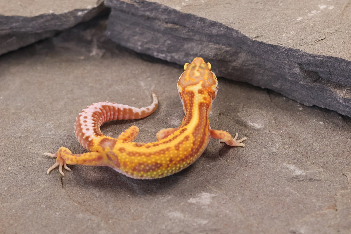 26-358 | Firebold Line Gem Snow Rainwater Albino | Female