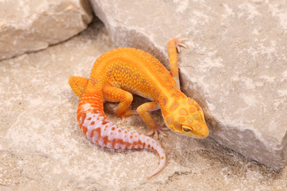 25-617 | Red Stripe Rainwater Albino | Female