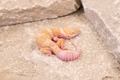 26-081 Mack Snow Raptor het Murphy's Patternless | Female