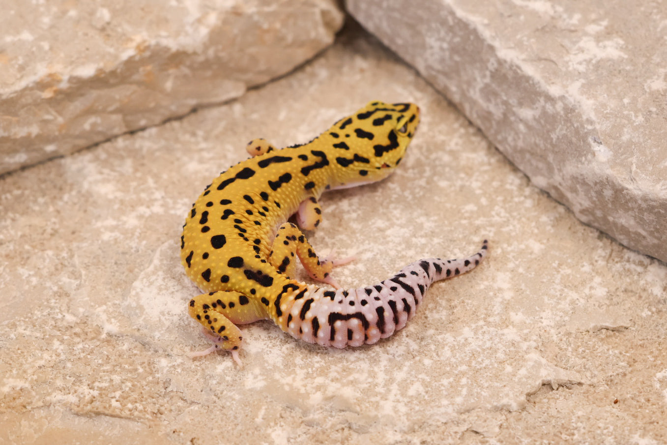 25-125 | Bold Eclipse | Female