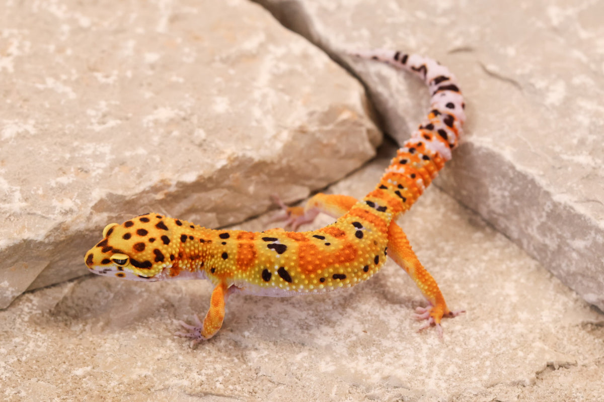 26-014 | Clown 66% het Tremper Albino | Female