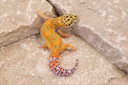 25-143 | Tangerine het Blizzard and Tremper Albino | Female