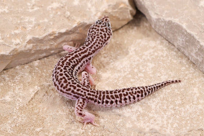 25-205 | Galaxy 66% het Tremper Albino | Female