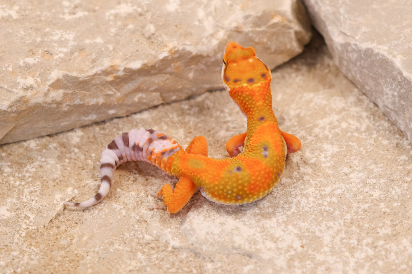 26-027 | Clown/Electric Inferno Tangerine | Female