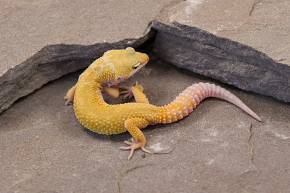 26-165 | Murphy's Patternless Non Het | Male