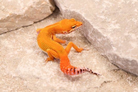 26-142 | Red Diamond/Electric Inferno Tangerine het Tremper Albino | Female