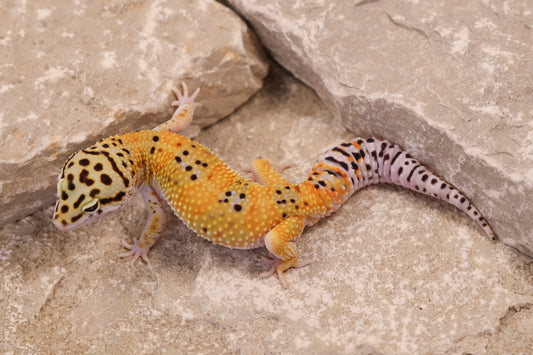 25-037 | Tangerine het Blizzard and Tremper Albino | Male