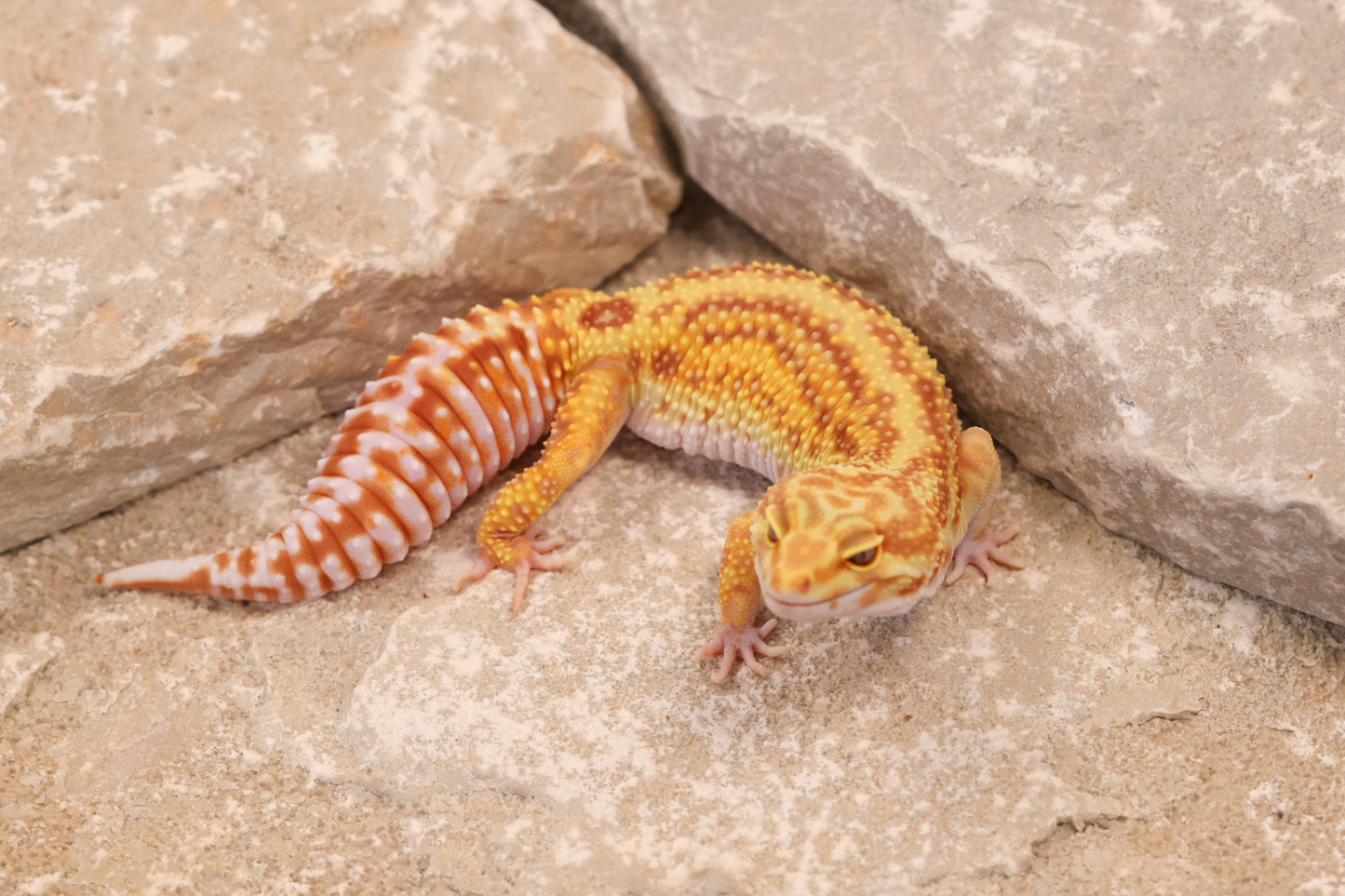 23-277 | Striped Mack Snow Rainwater Albino | Female