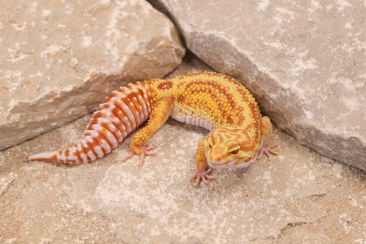 23-277 | Striped Mack Snow Rainwater Albino | Female