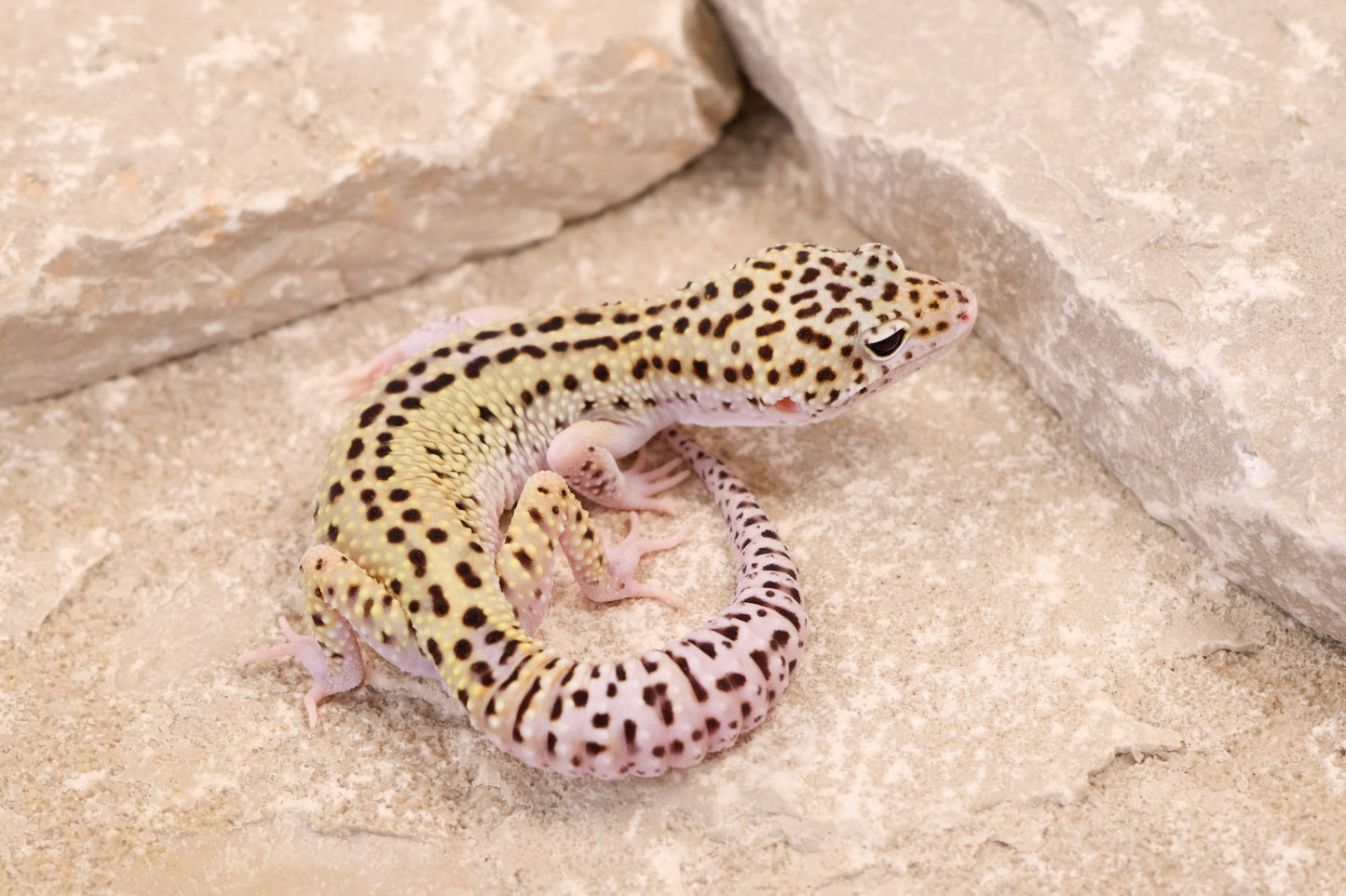 25-156 | Rainbow Stripe Cross Gem Snow Eclipse