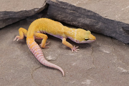 26-165 | Murphy's Patternless Non Het | Male