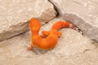26-111 | Blood/Gecko Genetics Tangerine | Female