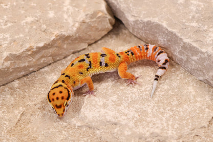 26-072 | Clown 66% het Tremper Albino | Male