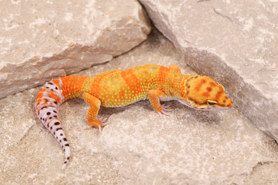 25-046 | B&M Line Emerine | Male