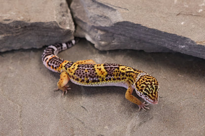 26-346 | Black Night/Purple Head Melanistic Tangerine | Male