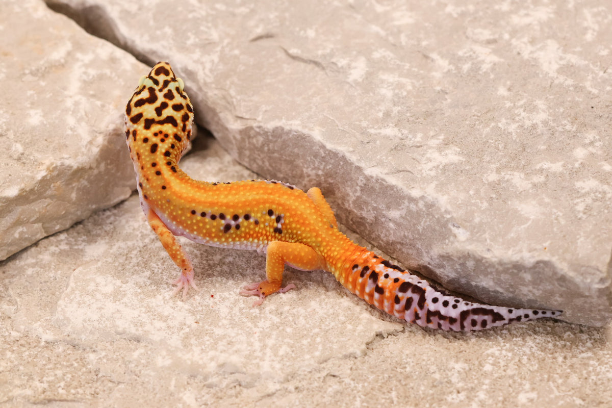 26-062 | Purple Head Cross Striped Tangerine het Radar | Female