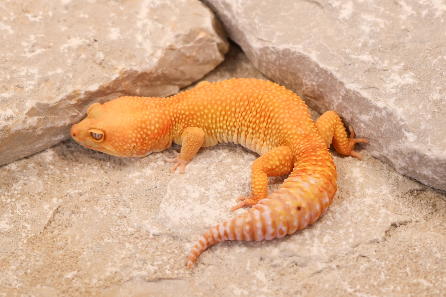 19-428 | Retired Breeder Albino | Male