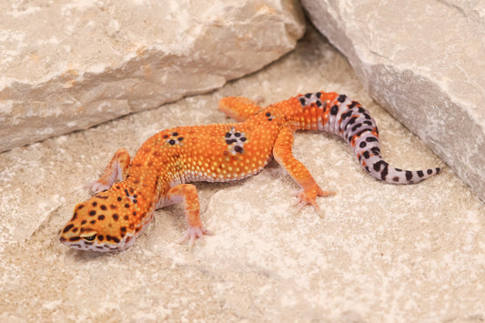 25-147 | Purple Head/Tangelo Tangerine het Tremper Albino | Female