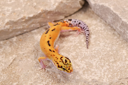 26-017 | Purple Head Cross Eclipse het Bell Albino | Probable Male